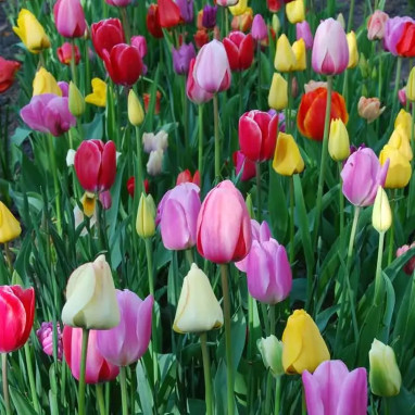 Tulipe Triomphe Mélange - Tulipa | Achat direct au producteur