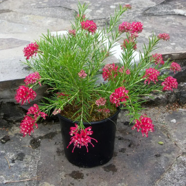 Grévillea juniperina - Grevillea | Achat direct au producteur