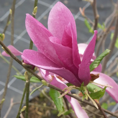 Magnolia 'Susan' - Magnolia | Achat direct au producteur