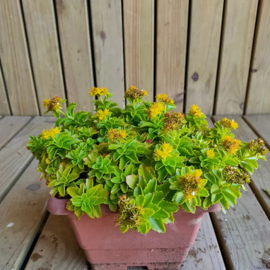 Sedum 'Immergrünchen' - Orpin hybride | Achat direct au producteur