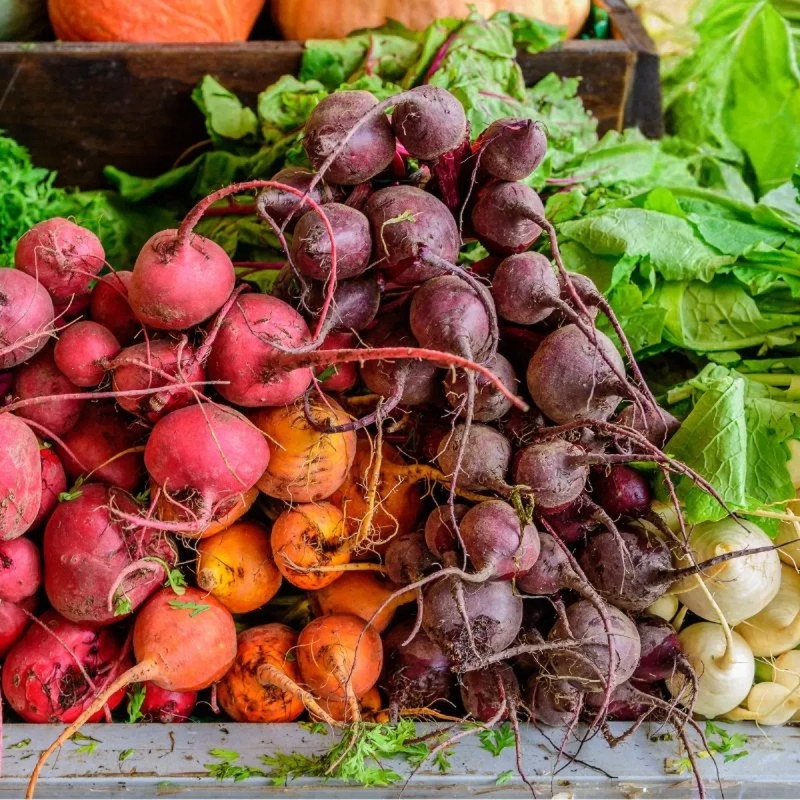 Betterave potagère Variées - Beta vulgaris | Achat direct au producteur