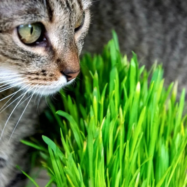 Herbe à chat BIO - Hordeum vulgare | Achat direct au producteur
