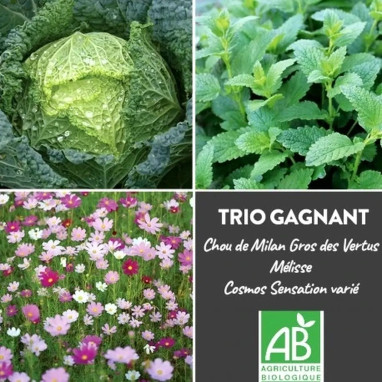 Trio bio Chou, Mélisse et Cosmos - Mélange | Achat direct au producteur