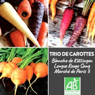 Carotte Potagère Bio 'blanche/rouge/ma' - Daucus | Achat producteur