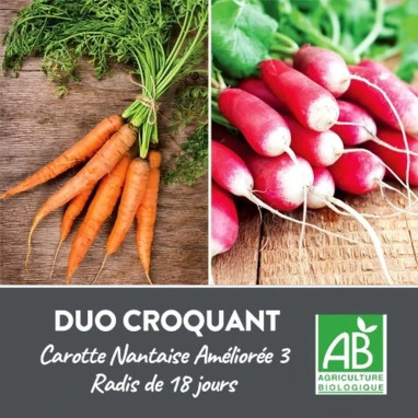 DUO Carotte Radis BIO - Rubans de graines | Achat producteur