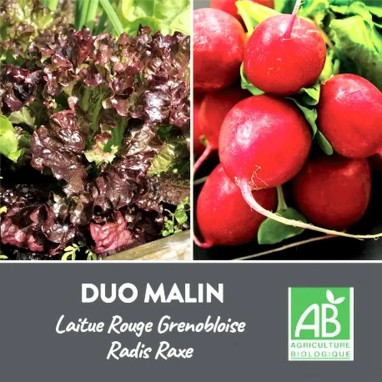 Duo salade rouge/radis rond BIO - Mélange | Achat direct au producteur