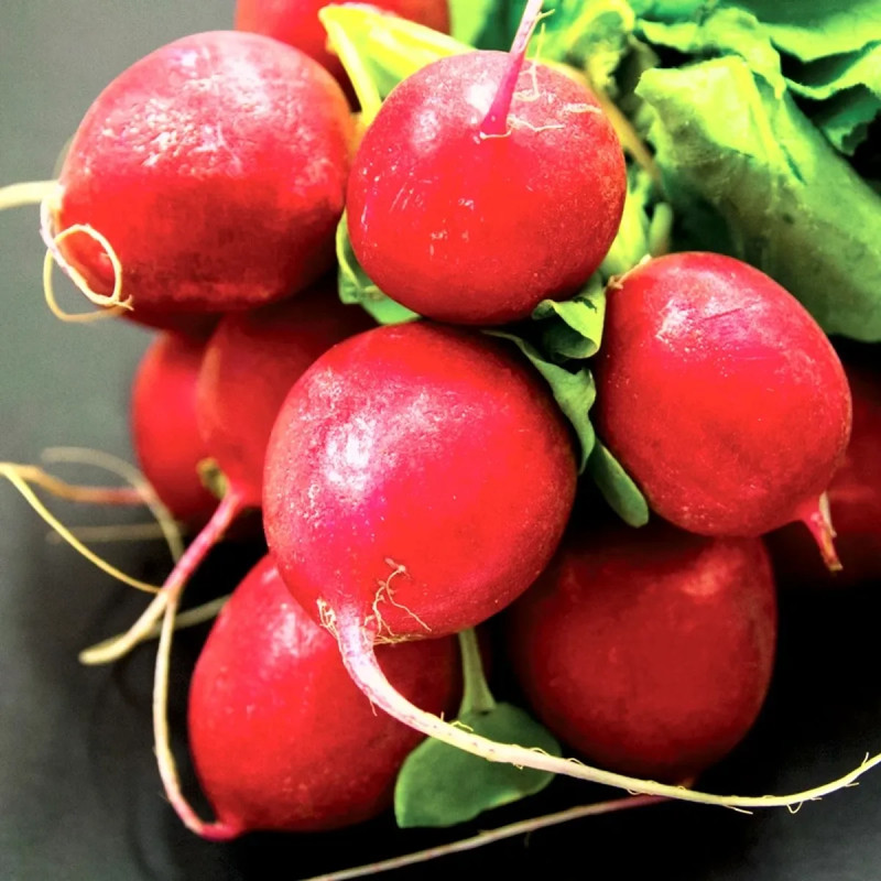 Duo salade rouge/radis rond BIO - Mélange | Achat direct au producteur
