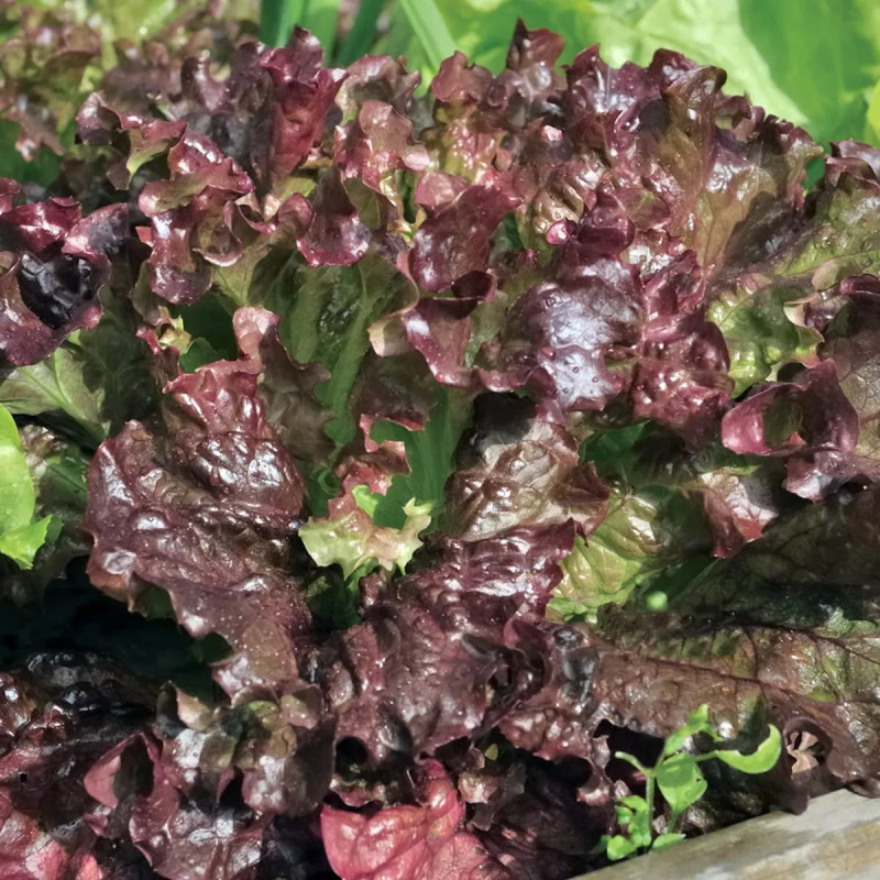 Duo salade rouge/radis rond BIO - Mélange | Achat direct au producteur