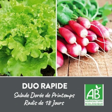 DUO Salade/Radis 18 Jours BIO - Lactuca sativa | Achat producteur