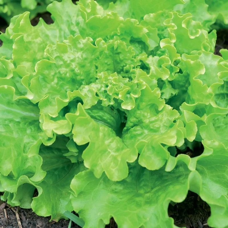 DUO Salade/Radis 18 Jours BIO - Lactuca sativa | Achat producteur