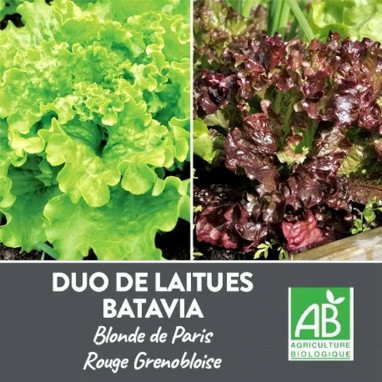 Laitue Batavia rouge/verte BIO - Lactuca | Achat direct au producteur