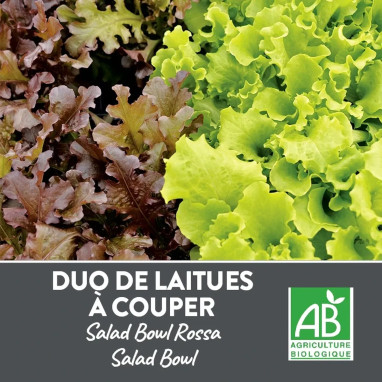Laitue à couper feuille de chêne Red Bowl BIO | Achat producteur