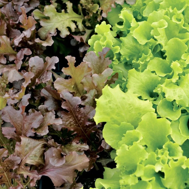 Laitue à couper feuille de chêne Red Bowl BIO | Achat producteur
