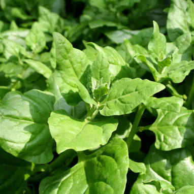 Tétragone cornue BIO - Tetragonia | Achat direct au producteur