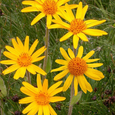 Arnica montana - Arnica | Achat direct au producteur
