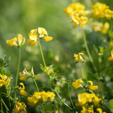 Lotus corniculatus 'La Chatelaine' - Lotus | Achat producteur
