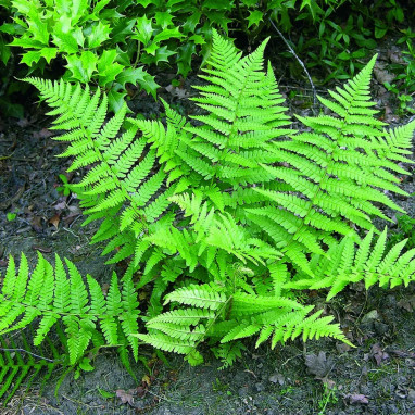 Athyrium filix-femina 'Frizelliae' - Athyrium | Achat producteur