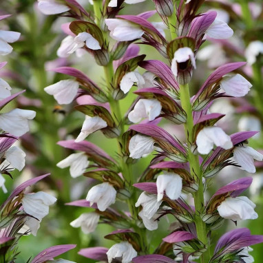 Acanthus mollis - Acanthe | Achat direct au producteur