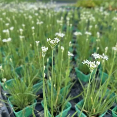 Ciboulail 'Indian Summer'® - Allium tuberosum | Achat producteur