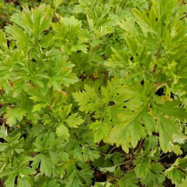 Artemisia vulgaris 'Cameo Mix'' - Artemisia | Achat producteur