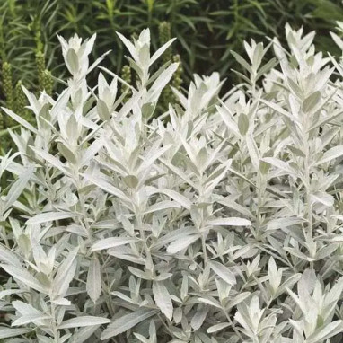 Artemisia ludoviciana - Artemisia | Achat direct au producteur