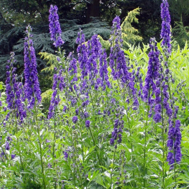 Aconit 'Blauranke' - Aconitum napellus | Achat producteur