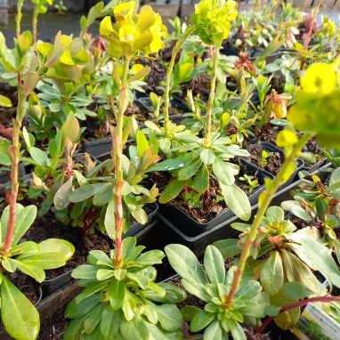 Euphorbe de Robb - Euphorbia amygdaloides | Achat producteur