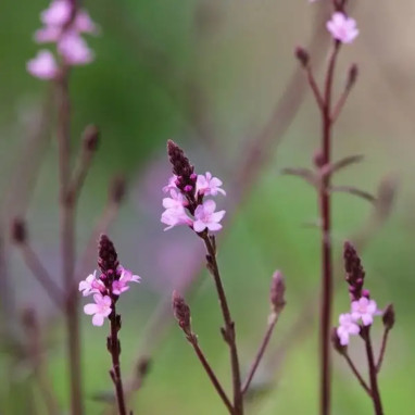 Verveine officinale 'Bampton' - Verbena | Achat direct au producteur