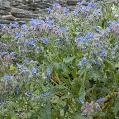 Bourrache officinale - Borago officinalis | Achat direct au producteur