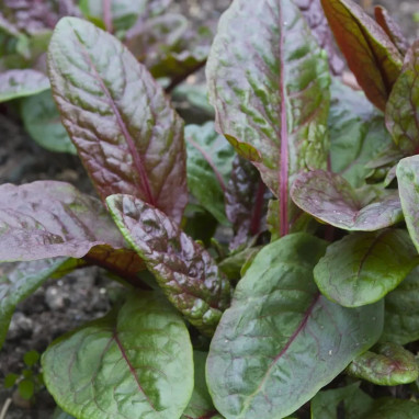 Oseille rouge - Rumex acetosa | Achat direct au producteur
