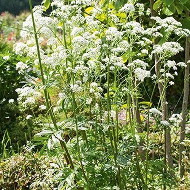 Valériane officinale - Valeriana | Achat direct au producteur