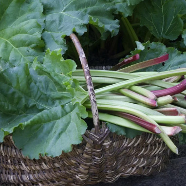Rhubarbe 'Victoria' - Rheum x hybridum | Achat direct au producteur