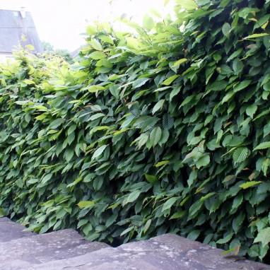 Charme Carpinus betulus | Achat direct au producteur