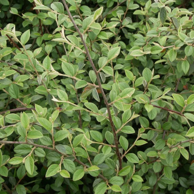 Cotonéaster de Franchet - Cotoneaster franchetii | Achat producteur