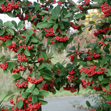 Cotonéaster laiteux 'Galahad' - Cotoneaster | Achat producteur