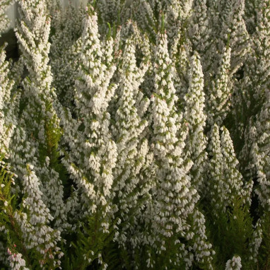 Bruyère du Portugal - Erica lusitanica | Achat direct au producteur
