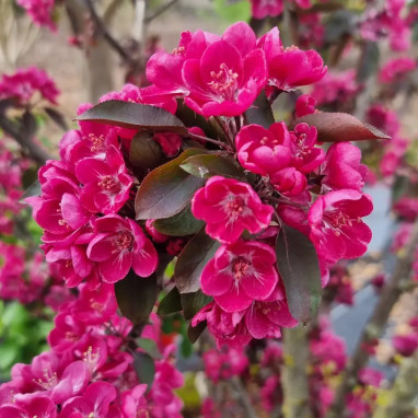 Pommier Le Phare® - Malus | Achat direct au producteur