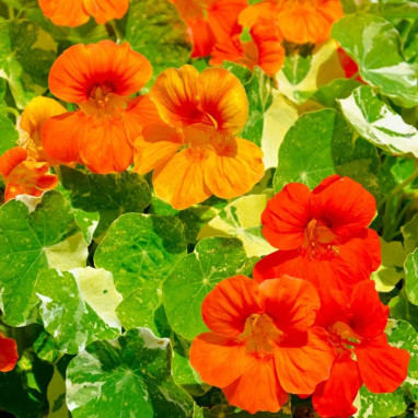 Capucine Naine Alaska - Tropaeolum | Achat direct au producteur