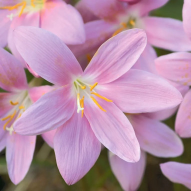 Lis zéphyr rose - Zephyranthes grandiflora | Achat direct producteur