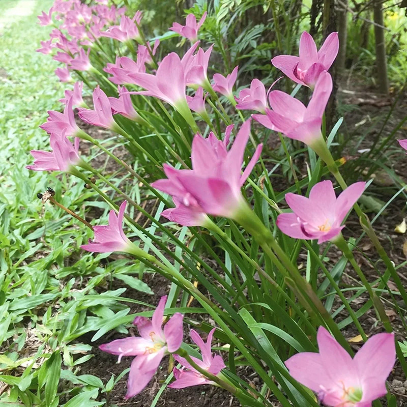 Lis zéphyr rose - Zephyranthes grandiflora | Achat direct producteur