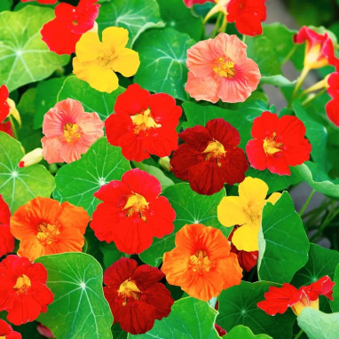 Capucine naine 'Tom Pouce' BIO - Tropaeolum | Achat direct au producteur