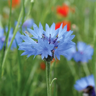 Bleuet Bleu BIO - Centaurea cyanus | Achat direct au producteur