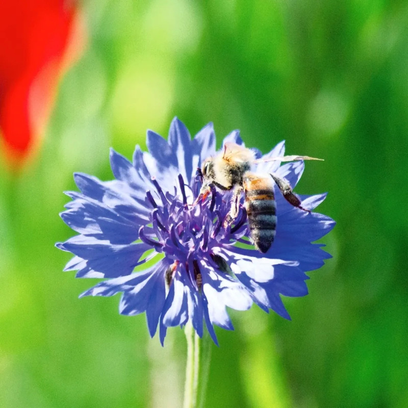 Bleuet Bleu BIO - Centaurea cyanus | Achat direct au producteur