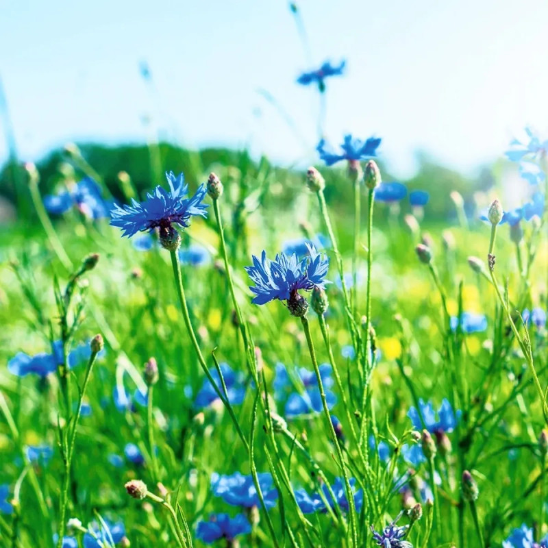 Bleuet Bleu BIO - Centaurea cyanus | Achat direct au producteur