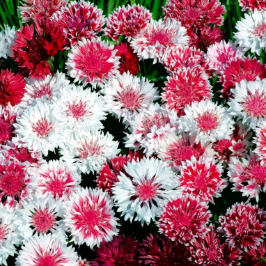 Centaurea cyanus 'mix rose' - Bleuet | Achat direct au producteur