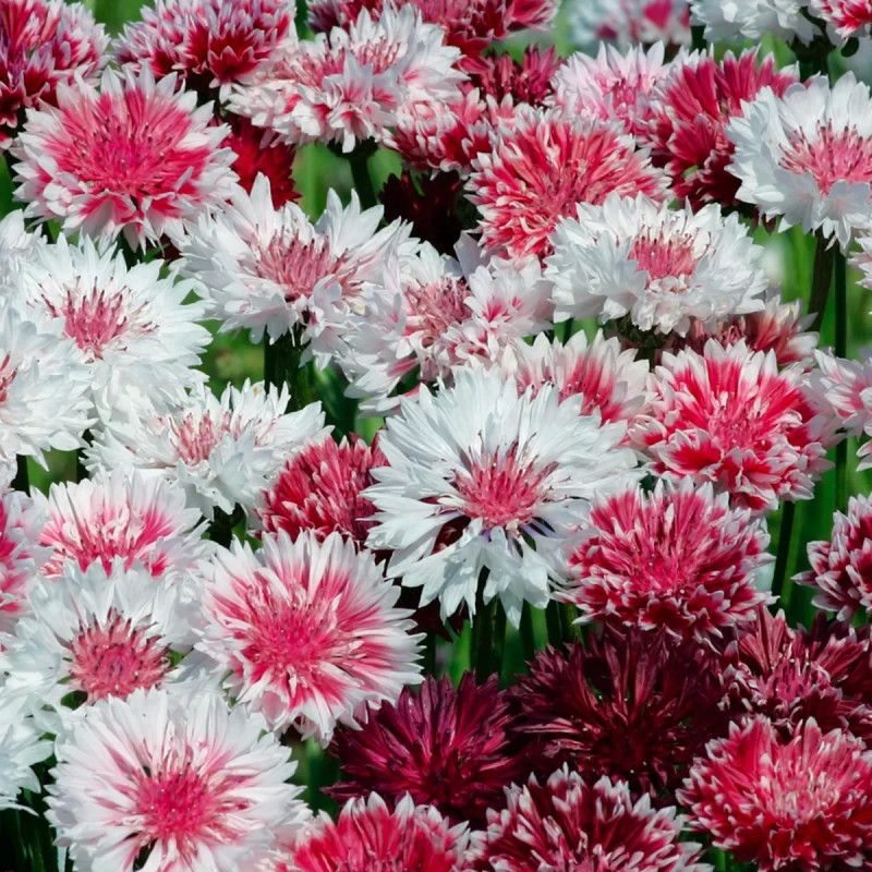 Centaurea cyanus 'mix rose' - Bleuet | Achat direct au producteur