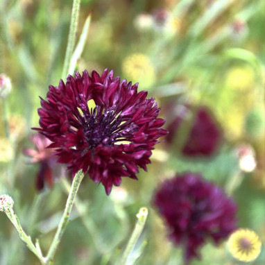 Bleuet 'Black Ball' - Centaurea cyanus | Achat direct au producteur