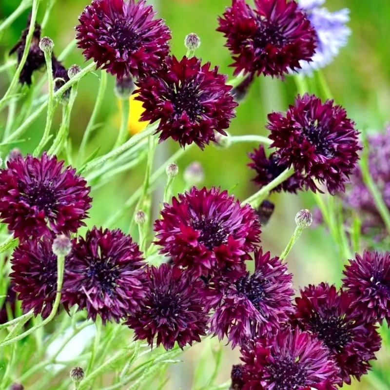 Bleuet 'Black Ball' - Centaurea cyanus | Achat direct au producteur