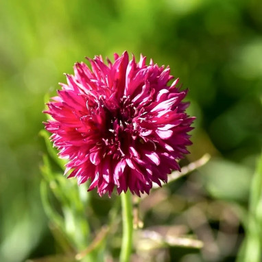 Bleuet 'Red ball' - Centaurea cyanus | Achat direct au producteur
