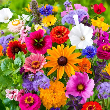 Mélange Fleur Annuel - Mix multicolore | Achat direct au producteur